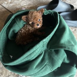 Cavapoo, Maltipoo, and Poodle Puppies from McCraws N Paws