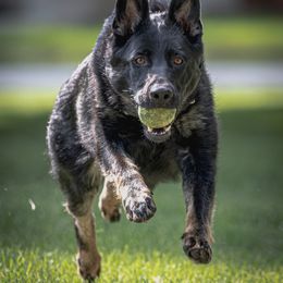 German Shepherd Puppies from Von Thomson Haus