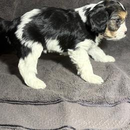 Cavalier King Charles Spaniel and Miniature Schnauzer Puppies from Lennox Thompson