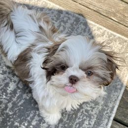 Shih Tzus from Shih Tzus of Springboro LLC.