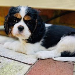 Cavalier King Charles Spaniel puppies from Crown Jewel Cavaliers