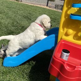 Golden Retriever and Jack Russell Terrier Puppies from Shelby Burleson's Golden Retrievers and Jack Russell Terriers
