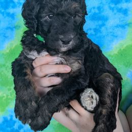 "Green Female" Goldendoodle Puppies from Doodle Kisses