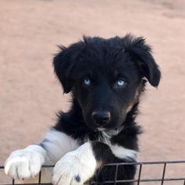 STRATUS - Black tri-color male Australian Shepherd puppy in San Tan Valley, Arizona from Mott Ranch - Blazin' Sun Aussies