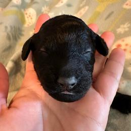 Peach - Black female Goldendoodle puppy in Greensboro, Georgia from B’s Doodles
