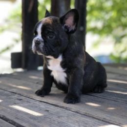 French Bulldogs from Black Fortress Kennel