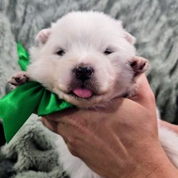 Crush - White male Samoyed puppy in Downey, Idaho from Seven Diamond Samoyeds