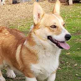 Gunner - Pembroke Welsh Corgi