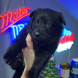 Daffy - Black female German Shepherd puppy in Knowlton Township, New Jersey from Augenblick Kennels