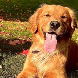 Penelope - Golden Retriever