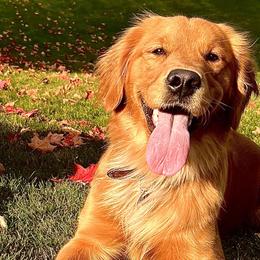Penelope - Golden Retriever