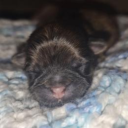 Gabrielle - Brindle female Shih Tzu puppy in Los Banos And Bay Area, California from Shantii's Shih Tzu's