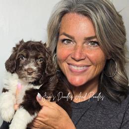 Nile - Brown and white male Aussiedoodle puppy in Cleveland, Georgia from Jam's Doodles And Poodles
