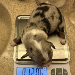 BMF - Blue merle female Miniature Australian Shepherd puppy in Shepherd, Montana from Beartooth Mountain Minis