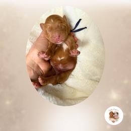 Valor - Red  male Goldendoodle puppy in Canton, Georgia from Teddy Puppies