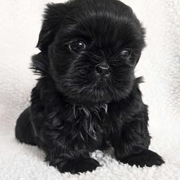 MOCHI - Black female Shih Tzu puppy in Las Vegas, Nevada from Beirin Breige Shih Tzus
