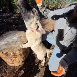 Bella - Fawn female Kangal puppy in Anderson, California from VSH Kangal Dogs