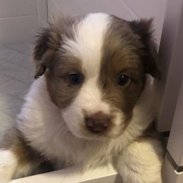 Girl 1 - Miniature Australian Shepherd puppy in Corydon, Indiana from Arbuckle’s Lookin Good Aussies (LGA)