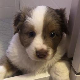 Girl 1 - Miniature Australian Shepherd puppy in Corydon, Indiana from Arbuckle’s Lookin Good Aussies (LGA)