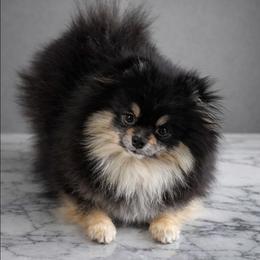 Ivy - Black and tan female Pomeranian puppy in Fultonville, New York from Sandy Aussies, Mini Dachshunds & Pomeranians