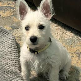 Yellow - White female West Highland White Terrier puppy in Ogden, Utah from Westie Lovers