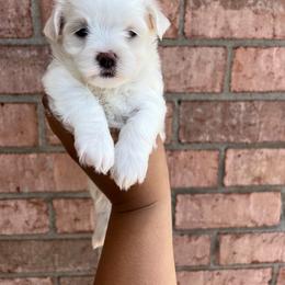 Maltese, Maltipoo, and Poodle Puppies from Healing Pawz LLC