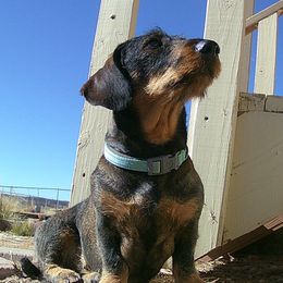 Dachshunds and Leonbergers from Enchanted Desert