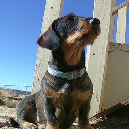 Dachshunds and Leonbergers from Enchanted Desert