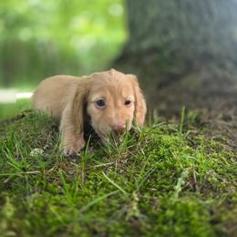 Tramp - Cream male Dachshund puppy in Grant, Michigan from Red Pyne Dashchuands