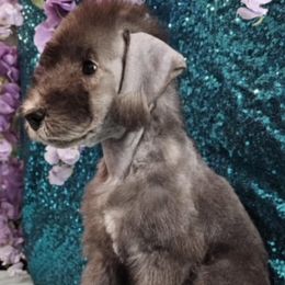 Bedlington Terrier Puppies from Blenheim