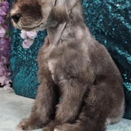 Bedlington Terrier Puppies from Blenheim