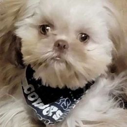 Tempest - Shih Tzu