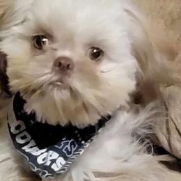Tempest - Shih Tzu