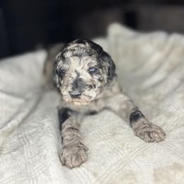 Rowan - Blue merle male Aussiedoodle puppy in Monroe, North Carolina from The Klepper Homestead