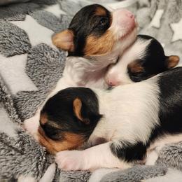 Biewer Terrier and Yorkshire Terrier Puppies from 1.StarDreamPups