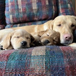 Labrador Retriever Puppies from Sun Ridge Labradors