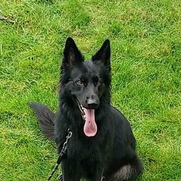 German Shepherds from Leylah's German Shepherd Dogs