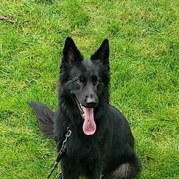 German Shepherds from Leylah's German Shepherd Dogs