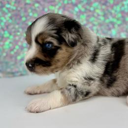 Tinkerbell - Blue merle female Toy Australian Shepherd puppy in Smithville, Arkansas from Cooper Creek Aussies