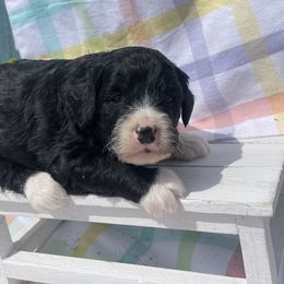 Boy 4 - Black and white Bernedoodle puppy in Amherst, Nebraska from Pile Family Goldendoodles