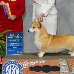 American Hairless Terriers and Pembroke Welsh Corgis from Flipside