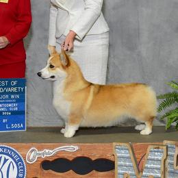 American Hairless Terriers and Pembroke Welsh Corgis from Flipside