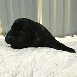 Pink - Black female Labrador Retriever puppy in Monticello, Georgia from Hollow Meadows Retrievers