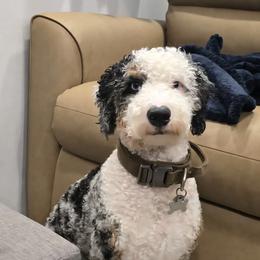 Bernedoodle and Goldendoodle All Grown Up from Austin Doodles & Poodles