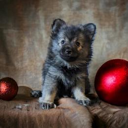 German Spitz Puppies from Legacy Kennels Michigan