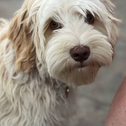 Razzle - Australian Labradoodle