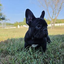 Girl 3 - Black female French Bulldog puppy in Crane, Missouri from James River French Bulldogs