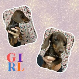 Girl 1 - Chocolate and tan Dachshund puppy in Texas from Urban’s Southern Dacshunds