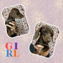 Girl 1 - Chocolate and tan Dachshund puppy in Texas from Urban’s Southern Dacshunds