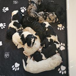 Goldendoodle, Poodle, and Schnoodle Puppies from Gaga's Doodles